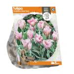 Baltus Tulipa Viridiflora China Town tulpen bloembollen per 5 stuks